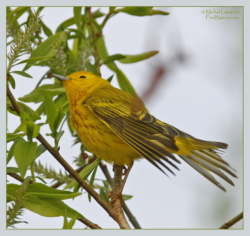 Paruline jaune mâle adulte nuptial, identification