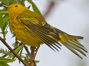 Paruline jaune