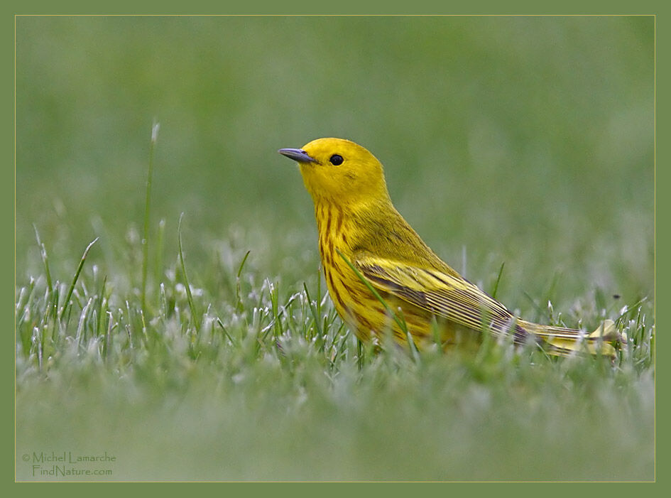 Paruline jaune mâle adulte nuptial