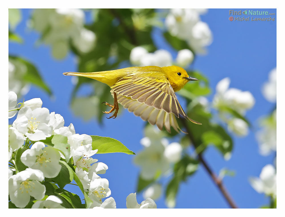 American Yellow Warbler male adult, Flight