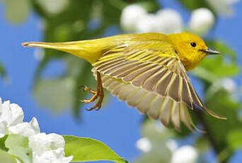 Paruline jaune