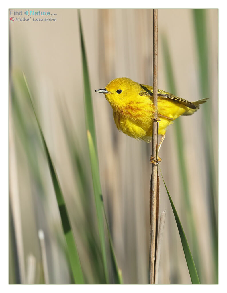 Paruline jaune