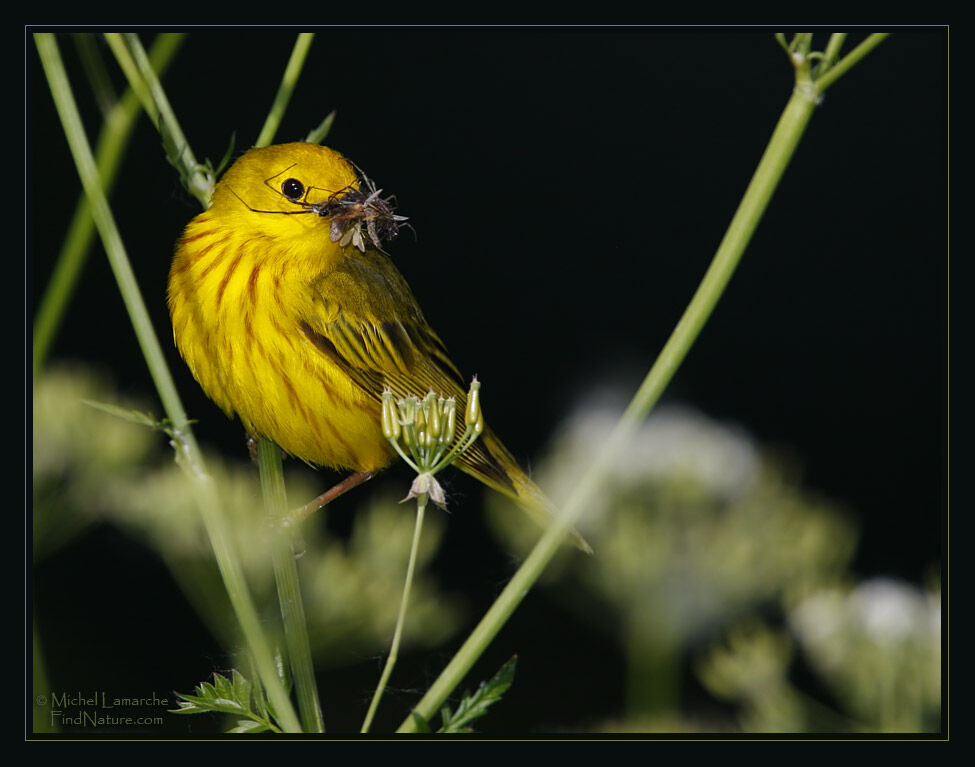 Paruline jaune mâle adulte