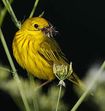 Paruline jaune