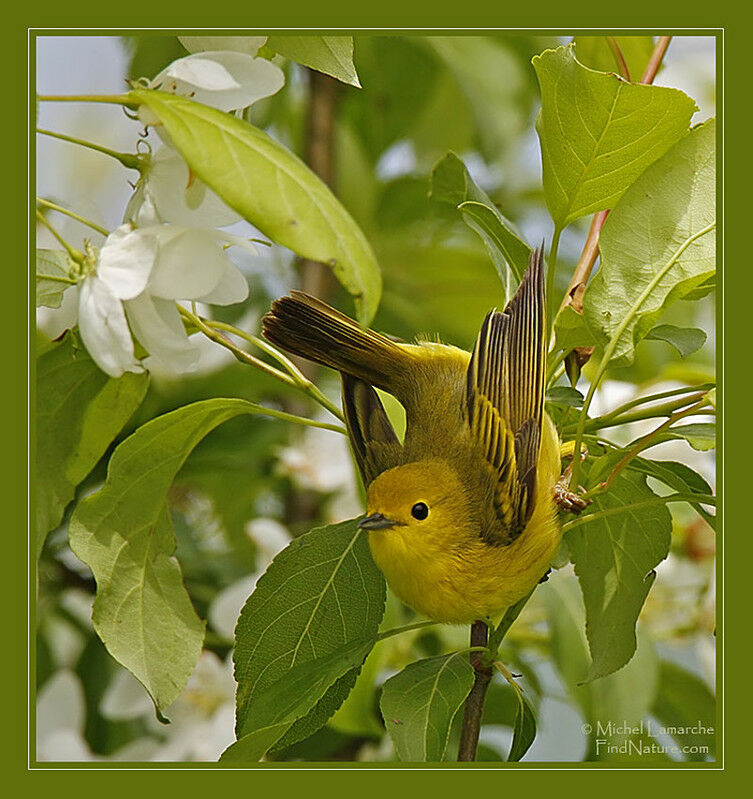 Paruline jaune femelle adulte, identification