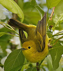 Paruline jaune