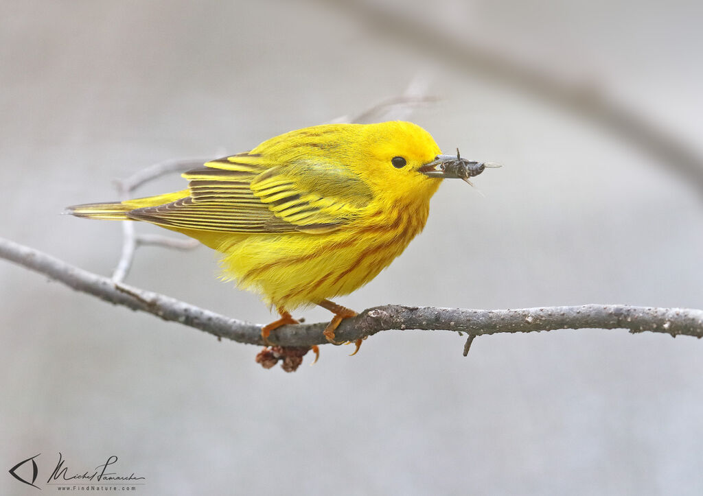 Paruline jaune