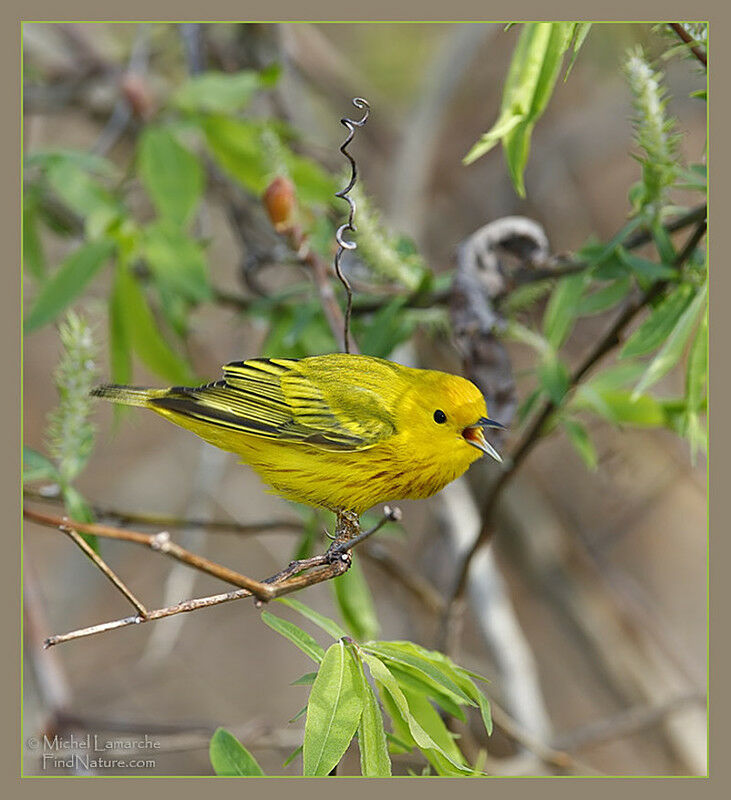 Paruline jaune mâle adulte, identification