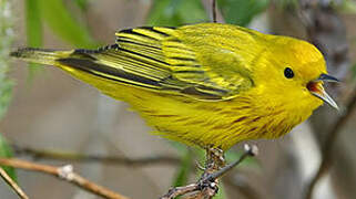 Paruline jaune