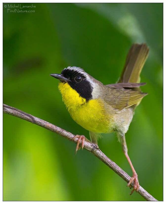 Common Yellowthroat male adult breeding