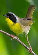 Common Yellowthroat