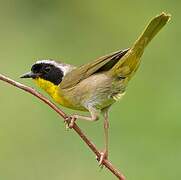 Common Yellowthroat