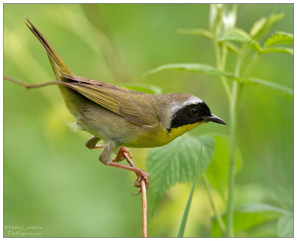 Common Yellowthroat male adult breeding