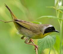 Common Yellowthroat