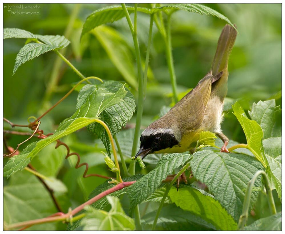 Common Yellowthroat male adult breeding, feeding habits