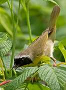 Common Yellowthroat