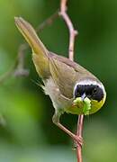 Common Yellowthroat