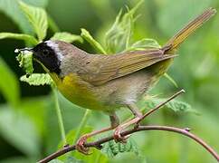 Common Yellowthroat