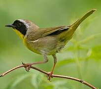 Common Yellowthroat