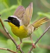 Common Yellowthroat