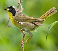 Common Yellowthroat