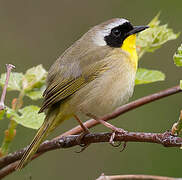 Common Yellowthroat