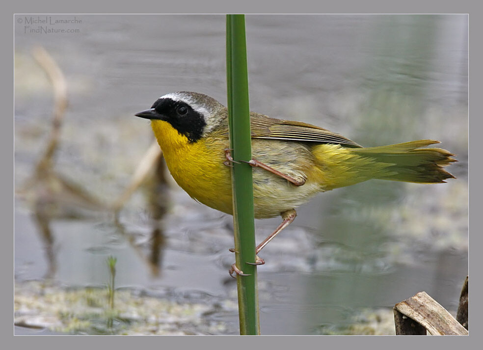 Common Yellowthroat