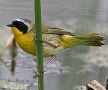 Common Yellowthroat