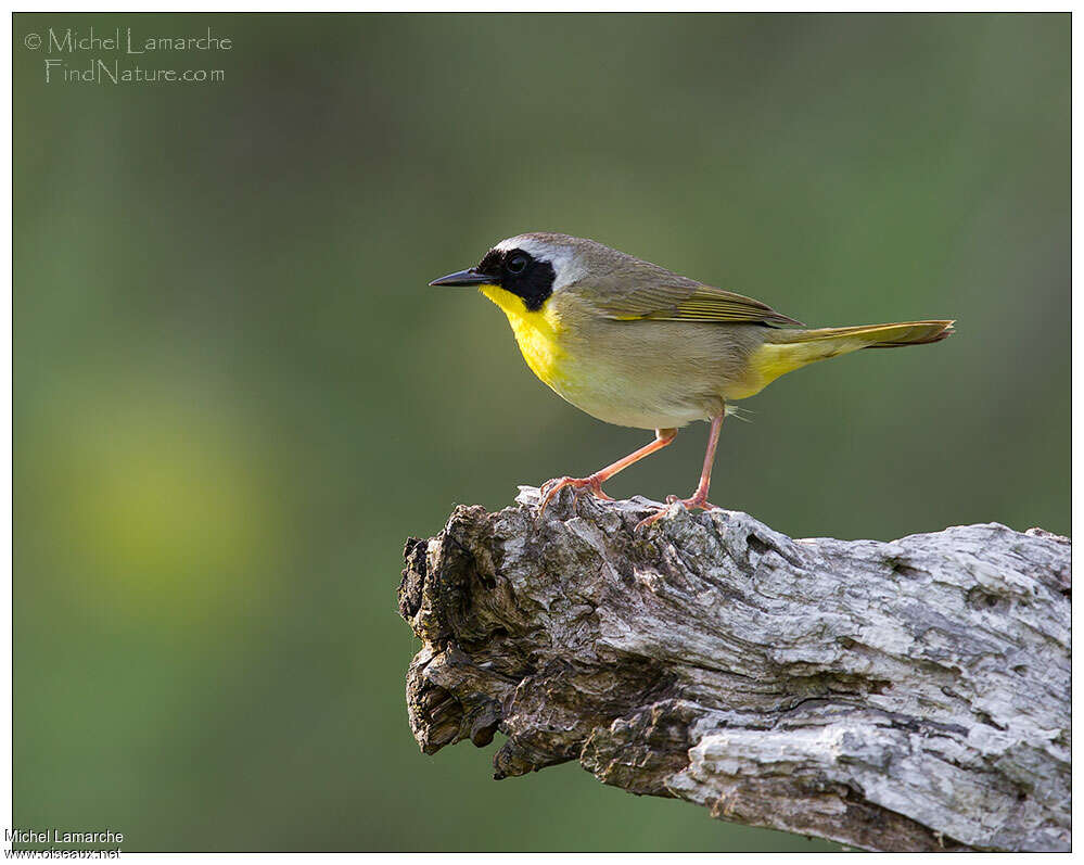 Common Yellowthroat male adult breeding, identification