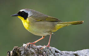 Common Yellowthroat