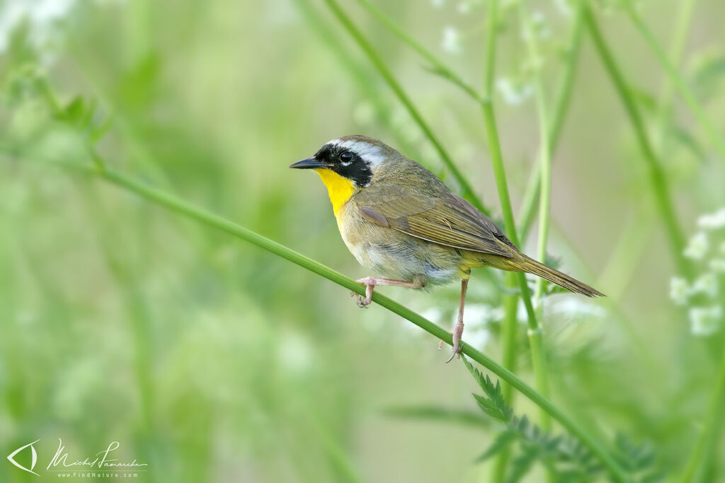 Paruline masquée mâle adulte nuptial