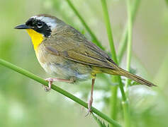 Common Yellowthroat