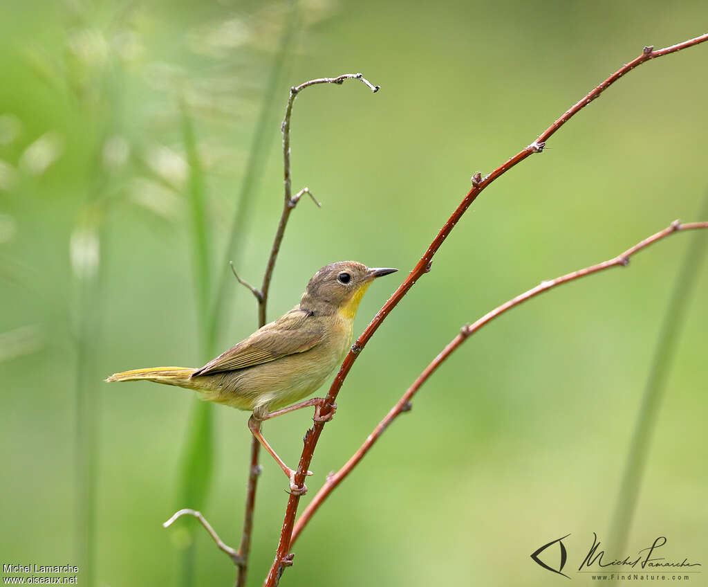 Paruline masquée femelle adulte, identification