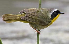 Common Yellowthroat