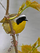 Common Yellowthroat