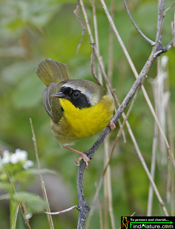 Common Yellowthroat male adult