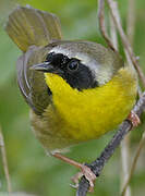 Common Yellowthroat