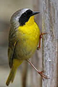 Common Yellowthroat