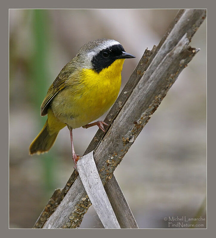 Common Yellowthroat male