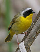 Common Yellowthroat