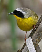 Common Yellowthroat