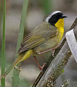 Common Yellowthroat