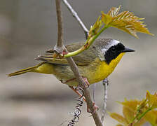 Common Yellowthroat