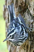 Black-and-white Warbler