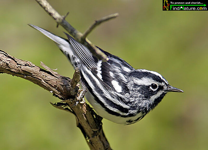 Black-and-white Warbler