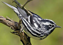 Black-and-white Warbler