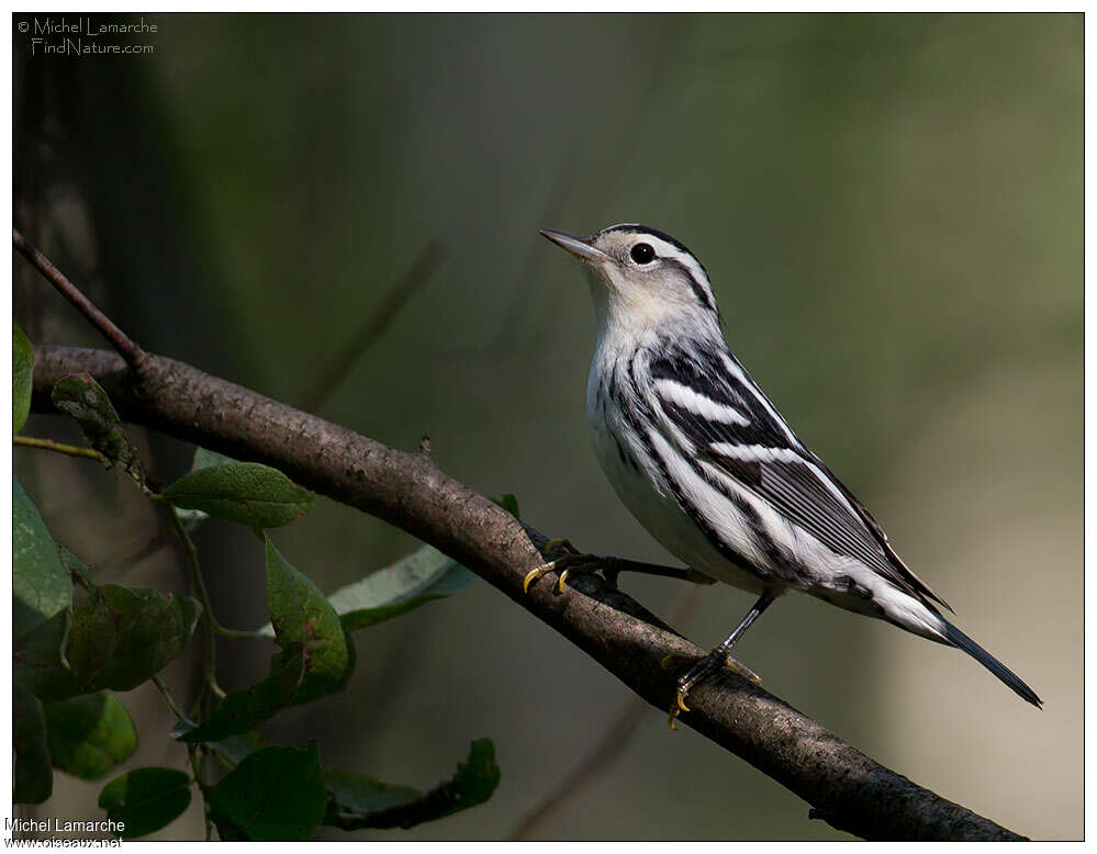 Black-and-white Warbler male First year, identification