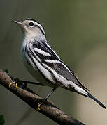 Black-and-white Warbler