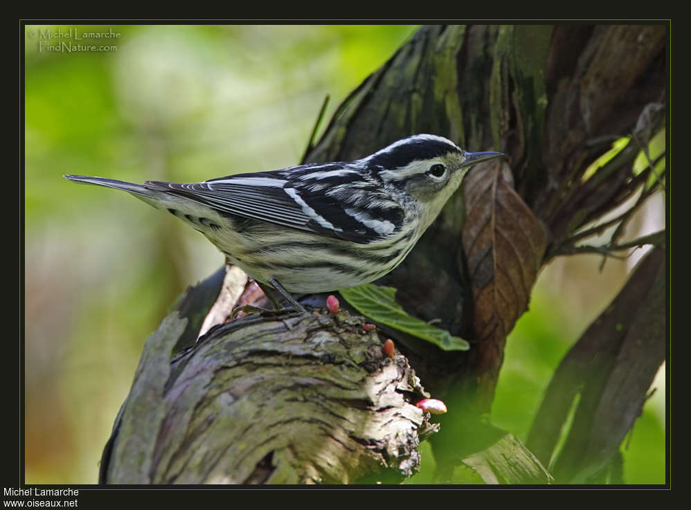 Paruline noir et blanc femelle adulte nuptial, identification