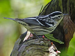 Black-and-white Warbler